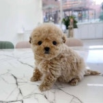 의정부강아지분양 고양이분양 마이펫브로 의정부점