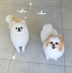 그라운독 그루밍