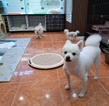 땡큐독