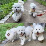 헬로우버디 광교점