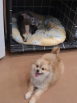 땡큐독