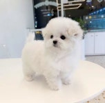 의정부강아지분양 고양이분양 마이펫브로 의정부점