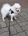 땡큐독