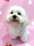 다올펫애견미용실