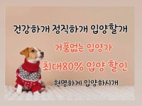 의정부강아지분양 고양이분양 마이펫브로 의정부점