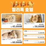 켈리독 강남 애견호텔 애견유치원