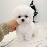 의정부강아지분양 고양이분양 마이펫브로 의정부점