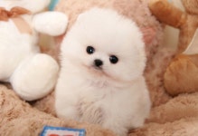 강아지고양이컴투펫 원주점