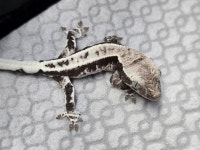 소동물샵 모찌펫