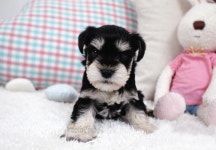 강아지고양이컴투펫 원주점