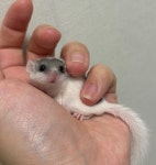 소동물샵 모찌펫