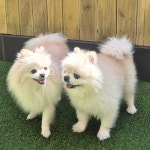 옐레드 애견유치원&애견호텔 부산용호점