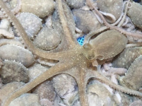 강릉염전조개구이 강릉역본점