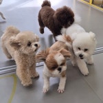 옐레드 애견유치원&애견호텔 부산용호점