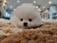 광주강아지분양 애견만세 애견샵