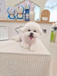 뽀송하개