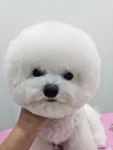 안중동물병원미용실 | 안중펫살롱