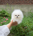 강아지분양 타임도그 애견샵 목동점