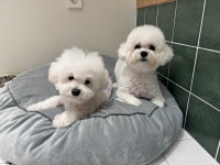 뽀독뽀독 : 반려견미용실