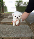 강아지분양 타임도그 애견샵 목동점