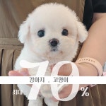 똥강아지 김해강아지분양 고양이분양