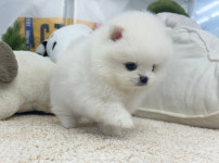 앙쥬펫 강아지분양 은평구점