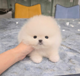 강아지분양 타임도그 애견샵 목동점