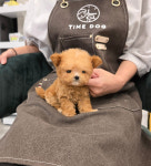 강아지분양 타임도그 애견샵 목동점