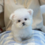 강아지분양 타임도그 애견샵 목동점