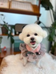 보미펫살롱