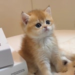 하이퍼피 강아지분양 고양이분양 군산본점