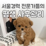 하이퍼피 강아지분양 고양이분양 군산본점