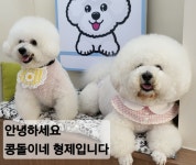 콩돌이네애견샵