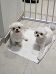 몽몽쓰