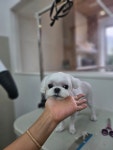 러브모어댕