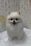 쵸코네묭실