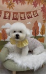 쵸코네묭실