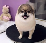 스마일댕댕