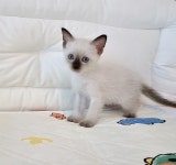 대구고양이분양 퍼스트캣 대구점