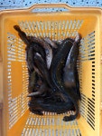둔전나루매운탕
