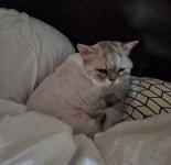 고양이무마취미용 캣 테라피 명지점