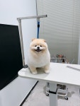 플러플리 FLUFFLY