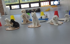 멍라운지24 데이케어 애견미용호텔 애견카페 인천점
