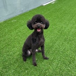 사하구애견미용댕스살롱