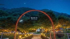 별을 담은 숲