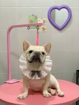 토브네 펫살롱