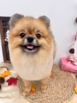 스마일댕댕