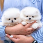 유앤미펫 인천본점