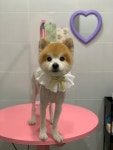 토브네 펫살롱