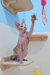 청담고양이